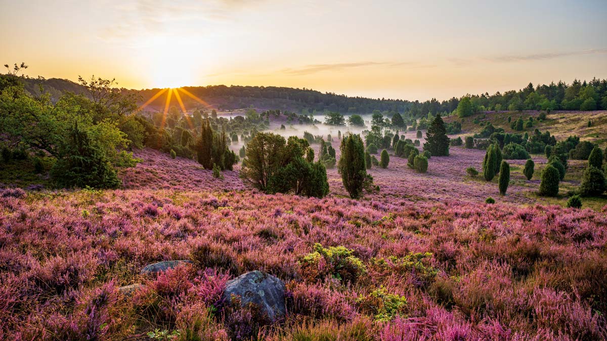 Wacholderlandschaft